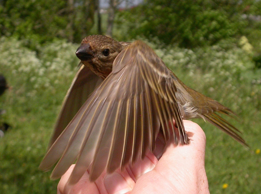 Common Rosefinch, Digrans 20050604